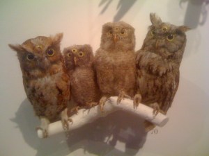 Eastern Screech Owls, with an artist intervention during Eye Spy
