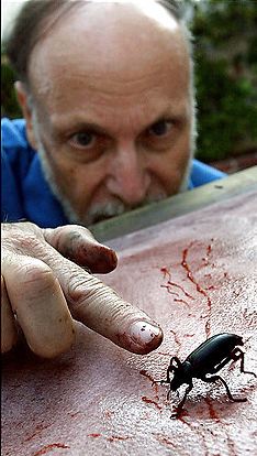Steven Kutcher working on a piece made by applying watercolor paint to the feet of a darkling beetle, which he directs with his finger Original photo by Jonathan Alcorn for The Washington Post, courtesy of the artist