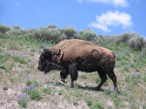 There are no pictures of the author standing in front of a live bison in Yellowstone NP, because, unlike many tourists, she values her life.  Photo by the author's family, Wyoming, 2006.