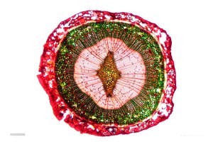 Conifer cross section by Eckhard Voelcker