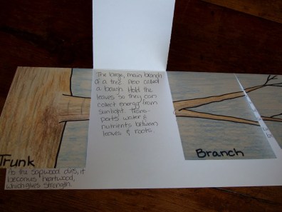 Tree Study Foldable from The Inspired Classroom