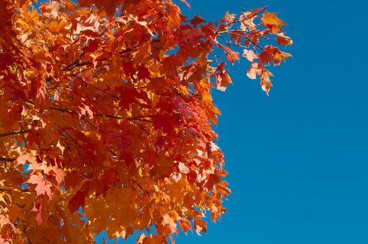 Fall Foliage by Dori, Creative Commons license.  Click image for source.