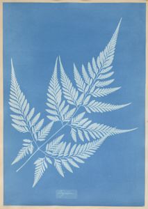 Cyanotype by Anna Atkins, 1850, from SFMOMA via Creative Commons.  Click for source.
