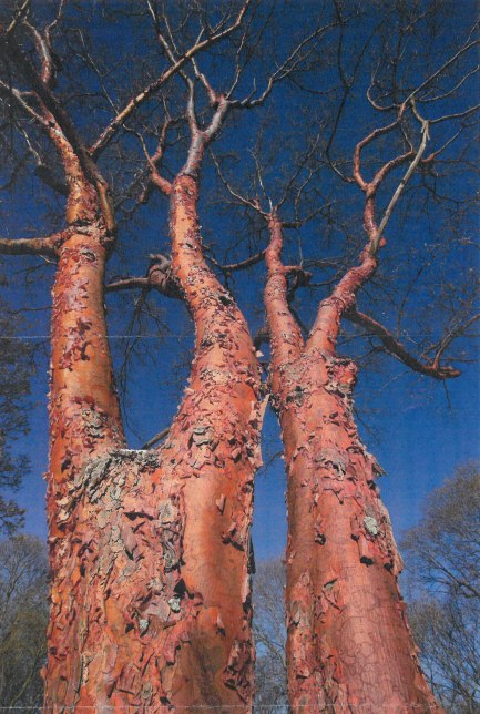 Cedric Pollet's paperback maple photograph