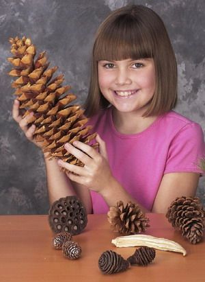 Seed identification kit from Nature Watch.  Also great for observational sketching! Click for source.